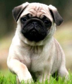 pug-in-the-park-2-copy
